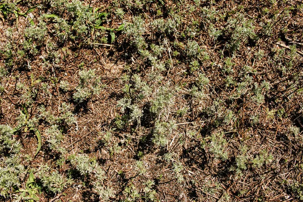 Gros Plan Absinthe Douce Croissance Fraîche Artemisia Annua Annie Douce — Photo