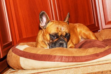 Yavru bir Fransız buldoğunun portresi. Köpeğin cins için karakteristik bir rengi vardır. Ağızlıktaki paltonun siyah rengi, vücudun geyik rengidir..