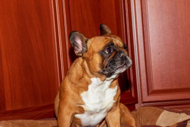 Yavru bir Fransız buldoğunun portresi. Köpeğin cinsi için karakteristik bir rengi vardır. Ağızlığı siyah, göğsü bembeyaz ve bembeyaz renklidir..