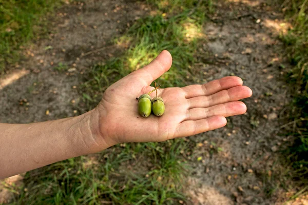 Acorns Palm Middle Aged Woman Bright Green Acorns Mid Summer — Stock Photo, Image