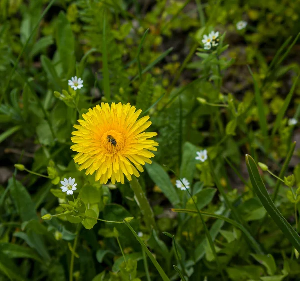 Yeşil Çimlerin Ortasında Izole Edilmiş Bir Sarı Karahindiba — Stok fotoğraf