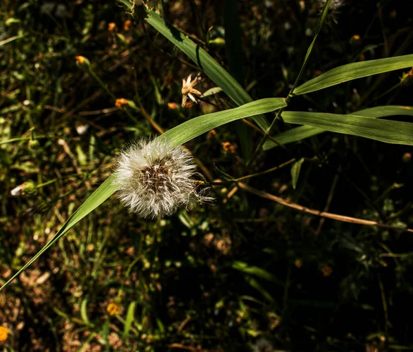 Fluffy Maskros Blomma Mörkgrön Bakgrund — Stockfoto