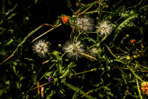 Koyu Yeşil Arka Plan Üzerinde Kabarık Karahindiba Çiçeği — Stok fotoğraf