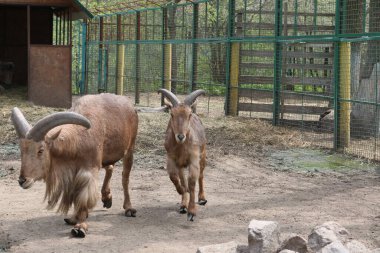 Komik keçiler çiftlikte yürür. Doğada en fazla on çeşit keçi vardır..