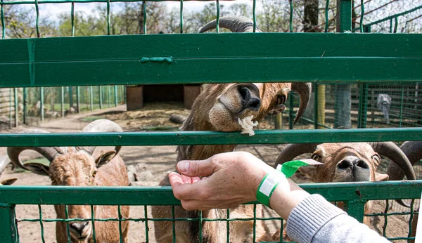 Mano Una Mujer Alimenta Las Cabras Con Verduras Una Granja — Foto de Stock