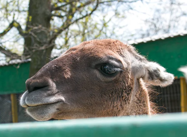 Linda Alpaca Lama Llama Granja Animales Hermosa Alpaca Llama Paddock — Foto de Stock