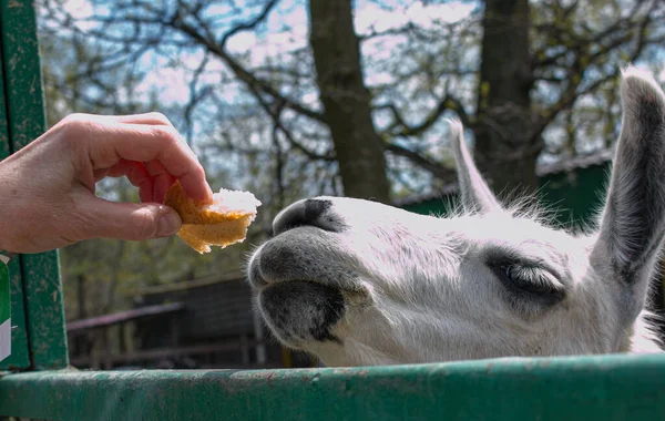 Lama Come Comida Mano Una Mujer Zoológico — Foto de Stock