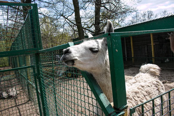 Linda Alpaca Lama Llama Granja Animales Hermosa Alpaca Llama Paddock — Foto de Stock
