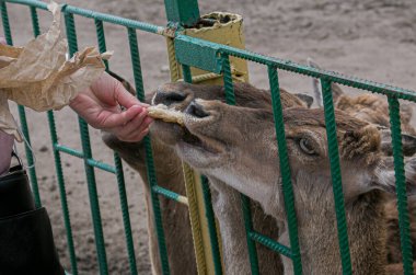 Hayvanat bahçesindeki bir geyiğin ve bir dilim ekmek veren yetişkin bir kadının elinin yakın çekimi..