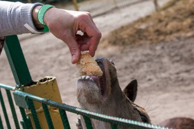 Hayvanat bahçesindeki bir geyiğin ve bir dilim ekmek veren yetişkin bir kadının elinin yakın çekimi..