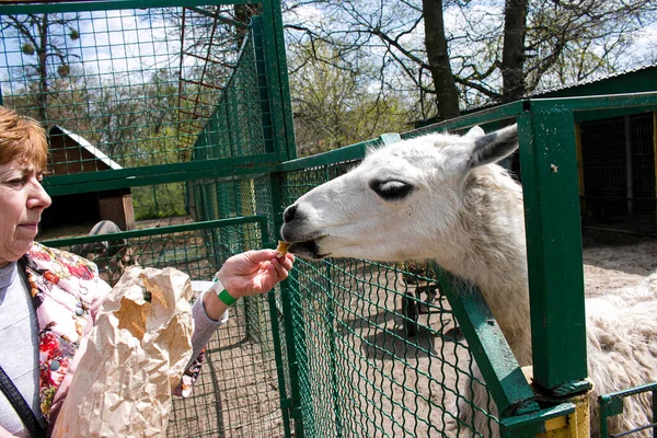 Λάμα Τρώει Φαγητό Από Χέρι Μιας Γυναίκας Στο Ζωολογικό Κήπο — Φωτογραφία Αρχείου