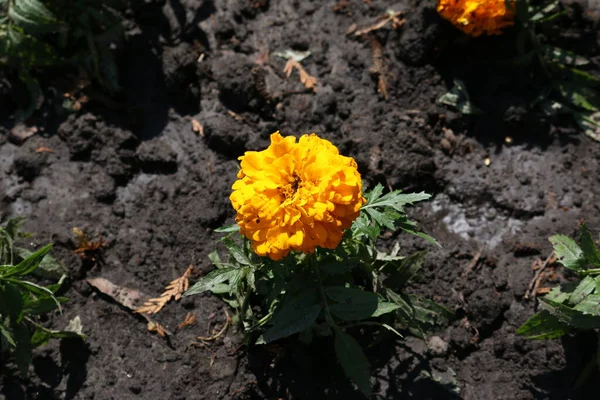 Yellow Marigold Flower Black Soil Selective Focus — Stock Photo, Image