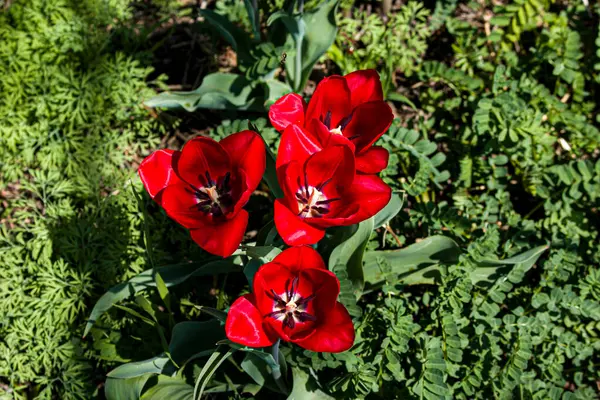 Belles Tulipes Rouges Fond Floral Vue Haut — Photo