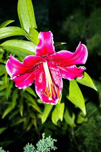 Belle Fleur Rouge Blanche Lys Trompette Orientale Flashpoint — Photo