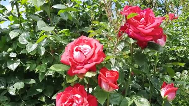 在一个炎热的夏天的花园里 一丛丛红色的玫瑰在攀爬 灰姑娘 灌木的年龄大约是15岁 — 图库视频影像