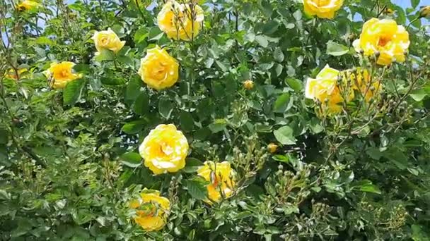 在一个炎热的夏天 花园里有一丛丛黄色的卷曲玫瑰 灌木的年龄大约是15岁 — 图库视频影像