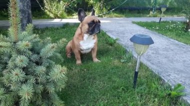 Küçük bir ladin ve arka bahçedeki el fenerinin yanındaki çimlerin üzerinde oturan sevimli bir Fransız bulldog. Açık hava yürüyüşü sırasında tuhaf sevimli bir hayvan. Evcil hayvan konsepti.
