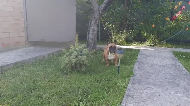 Eine Niedliche Erwachsene Französische Bulldogge Sitzt Gras Neben Einer Kleinen — Stockvideo