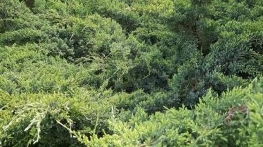 Bulanık yeşil arka planda ortak ardıç yaprağı dokusu. Arka plan bulanık. Ardıç dallarındaki iğnelerin yakın çekimi. 