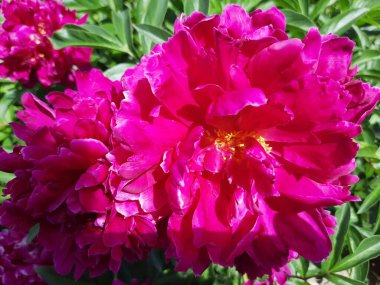 Çiçek arkaplan. Leylak şakayığı Haziran 'da çiçek açtı..