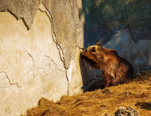 The Eurasian brown bear (Ursus arctos arctos), also known as the common brown bear. Brown bear on the rocks.