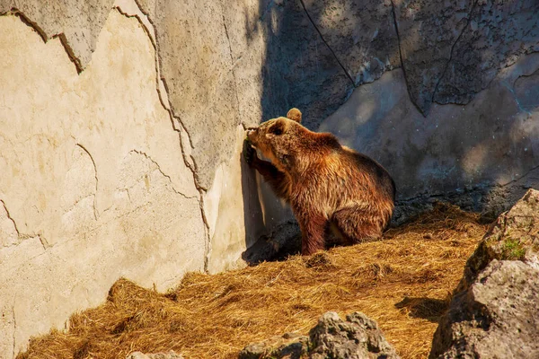 The Eurasian brown bear (Ursus arctos arctos), also known as the common brown bear. Brown bear on the rocks.