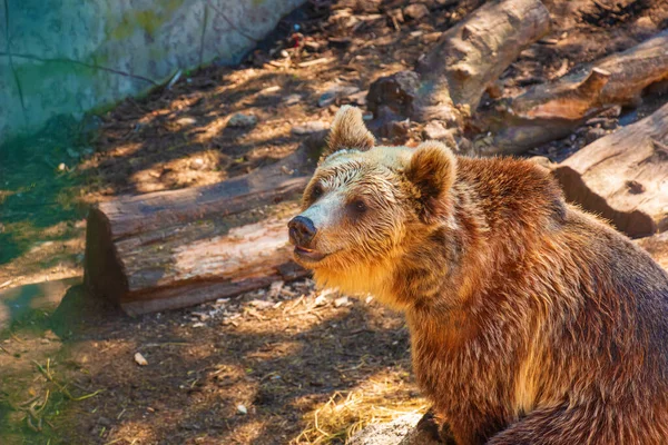 Der Eurasische Braunbär Ursus Arctos Arctos Auch Als Braunbär Bekannt — Stockfoto