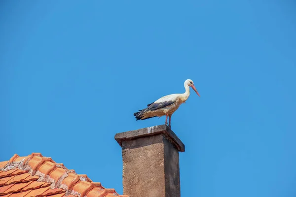 Ooievaar Bouwt Een Nest Schoorsteen Van Een Dorpshuis — Stockfoto