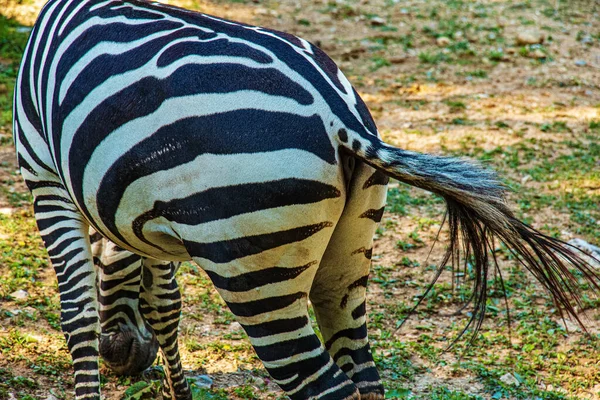 Una Giovane Zebra Mangia Erba Zebra Pascola Sul Prato — Foto Stock