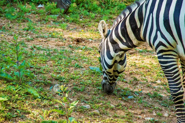 Ein Junges Zebra Isst Gras Zebra Grast Auf Dem Rasen — Stockfoto
