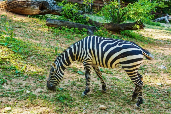 Uma Jovem Zebra Come Erva Zebra Pastoreia Gramado — Fotografia de Stock