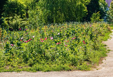 Olgunlaşan haşhaş tohumlarıyla birlikte Achene. Sapı ve içinde kırmızı haşhaş tohumları olan kutu..