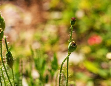 Olgunlaşan haşhaş tohumlarıyla birlikte Achene. Sapı ve içinde kırmızı haşhaş tohumları olan kutu..