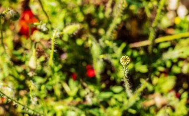 Slavakya 'da yetişen Papaver somniferum bitkilerinin tohum kabuklarının ve kırmızı-pembe çiçeklerinin yakın çekimi.