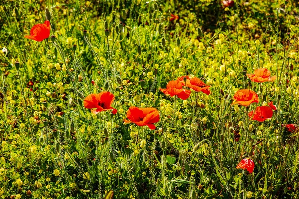 Крупный План Семян Стручков Красно Розовых Цветов Papaver Somniferum Выращенных — стоковое фото