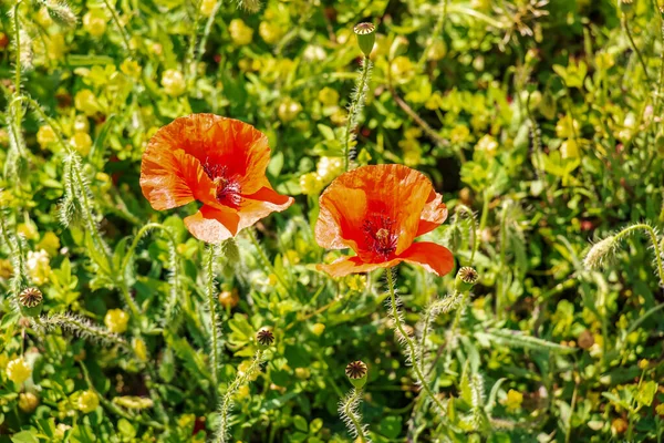 Close Seed Pods Red Pink Flowers Papaver Somniferum Plants Grown — Stock Photo, Image