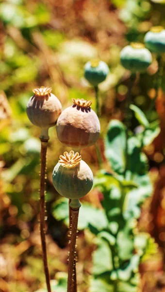 Achene Com Sementes Fábrica Papoula Que Amadurece Haste Caixa Com — Fotografia de Stock