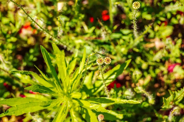 Ашен Насінням Рослини Дозріває Стебло Коробка Насінням Медичного Червоного Маку — стокове фото