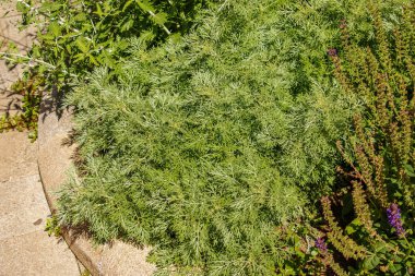 Artemisia Annua (Artemisia Annua, tatlı annie, yıllık mugwort) otları, Artemisinin şifalı bitkisi, doğal yeşil çimen yaprağı duvar kağıdı arka planı