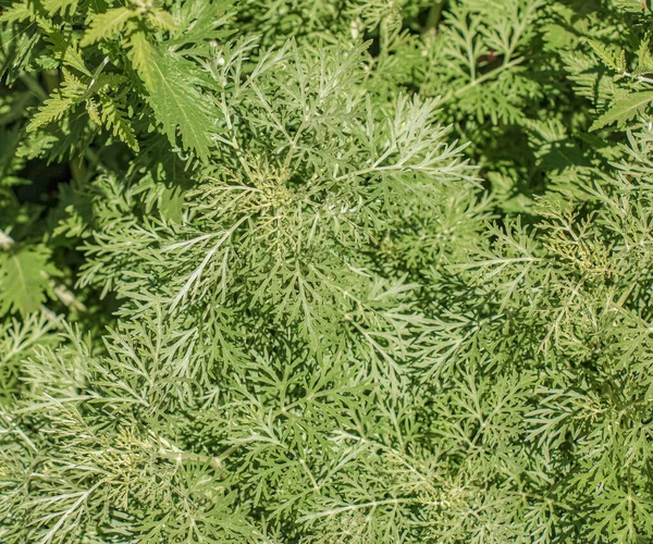 Zbliżenie Świeżo Rosnącej Piołunu Słodkiego Artemisia Annua Słodka Annie Roczna — Zdjęcie stockowe