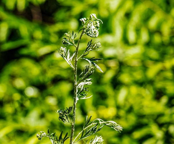 Closeup Fresh Growing Sweet Wormwood Artemisia Annua Sweet Annie Annual — Stock Photo, Image