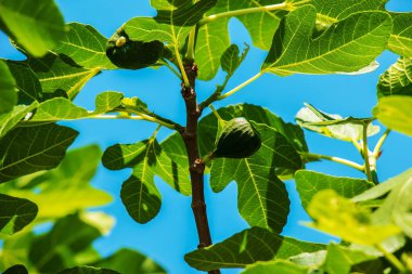 İncir ağacının dalında olgunlaşmamış incir meyveleri ya da güneşli yaz günlerinde yaprakları olan çınar ağaçları..
