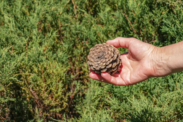 Pine cone in hand with nature background. Esoteric natural flower of life. The concept of travel and unity with nature.