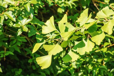 Taze yeşil ginkgo biloba yaprakları. Doğal yaprak dokusu. Slovakya 'daki Nitra botanik bahçesindeki bir ginkgo ağacının dalları.