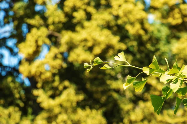 Čerstvě Zelené Listy Ginkgo Biloba Přírodní Listoví Textury Pozadí Větve — Stock fotografie