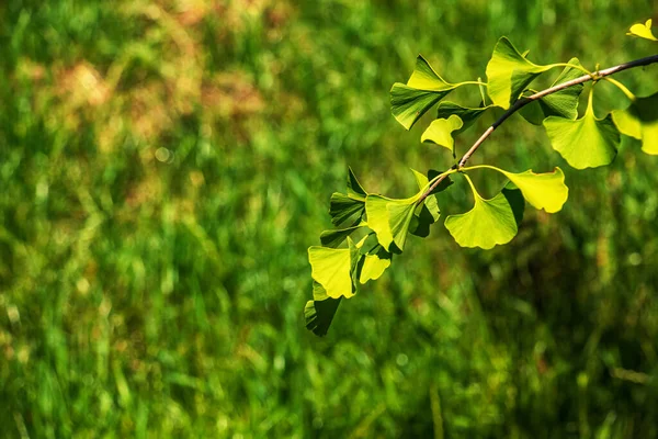 イチョウの新鮮な鮮やかな緑の葉 自然の葉の質感の背景 スロバキアのニトラにある植物園の銀杏の木の枝 — ストック写真