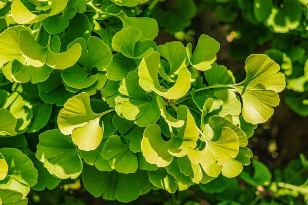 Hojas Verdes Brillantes Frescas Ginkgo Biloba Fondo Textura Follaje Natural —  Fotos de Stock