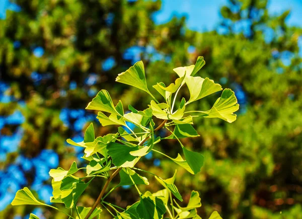 Feuilles Fraîches Vert Vif Ginkgo Biloba Texture Naturelle Feuillage Fond — Photo