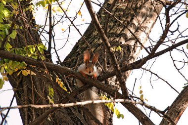 Gri kürklü, kırmızı kulaklı şirin bir sincap kışın ormanda bir ağaca tırmanır..