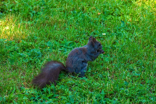 Ein Schwarzes Eichhörnchen Dynamik Das Durch Das Gras Läuft — Stockfoto